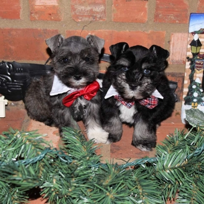 Bowtie Schnauzer Puppies