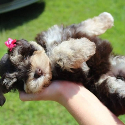 Liver & Tan Schnauzer pupp