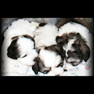 Parti Schnauzer puppies