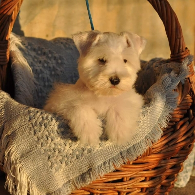 White Schnauzer in basket