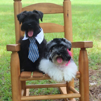 Black Schnauzer and Black & Silver Parti Schnauzer dressed up