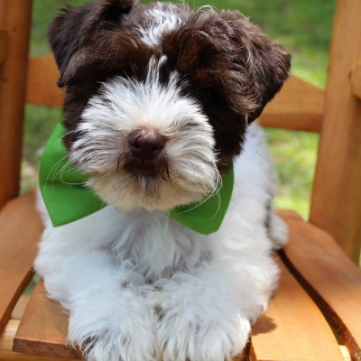 Liver Pepper Parti Schnauzer in green bow