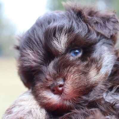 Blue-eyed Liver Schnauzer puppy