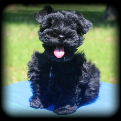 Black Schnauzer puppy