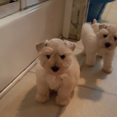 White Schnauzer puppies