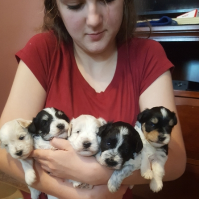 Bundle of Schnauzer puppies