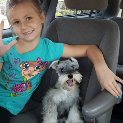 Girl and Schnauzer puppy