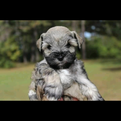 Salt & Pepper Schnauzer puppy