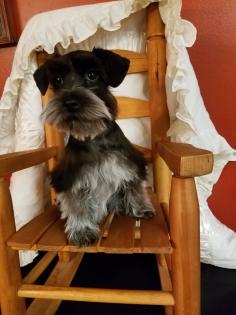 Female Schnauzer 
