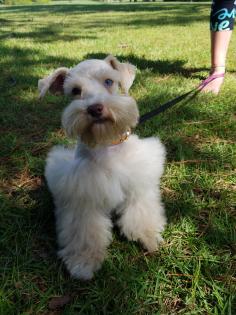 Light wheaten Mega coat girl with one and a partial blue eyes 