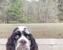 Five-month-old cocker spaniel