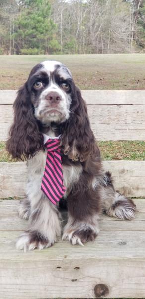 Five-month-old cocker spaniel