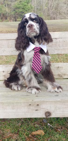 Rocky cocker spaniel