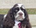 Cute cocker spaniel puppy