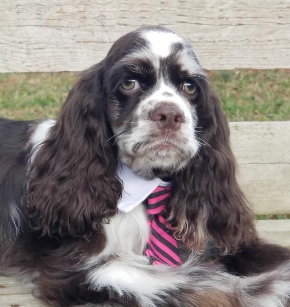 Cute cocker spaniel puppy