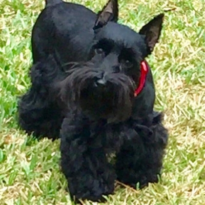 Black Schnauzer with red collar