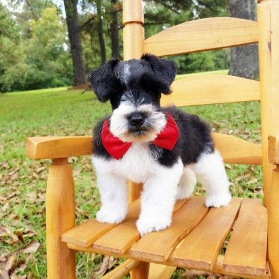 Salt & Pepper Parti Schnauzer with red bow