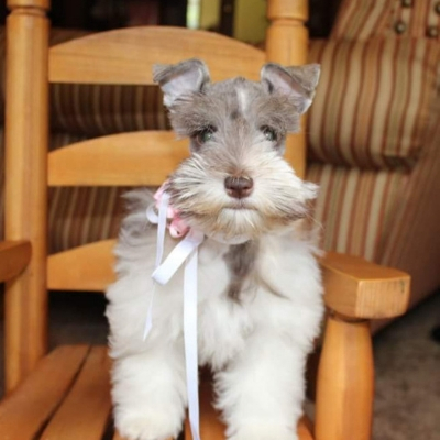 Liver & Tan Schnauzer with pink bow