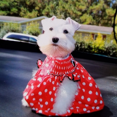 White Schnauzer puppy in red dress