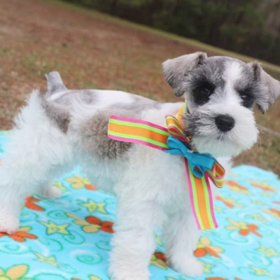 Salt & Pepper Parti Schnauzer in bow