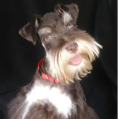 Liver & Tan Schnauzer