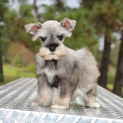 Salt & Pepper Schnauzer puppy