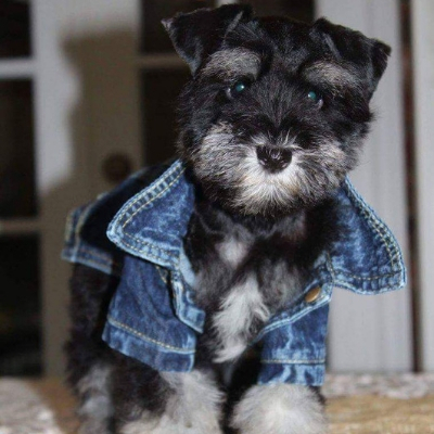 Schnauzer puppy in jean jacket