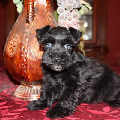 Blue-eyed black Schnauzer puppy