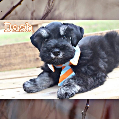 Black & Silver Schnauzer puppy