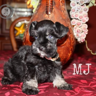 Blue-eyed Black & Silver Schnauzer puppy