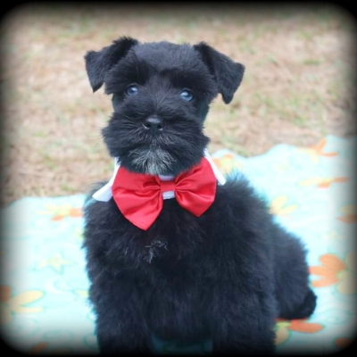 Black Schnauzer in red bow