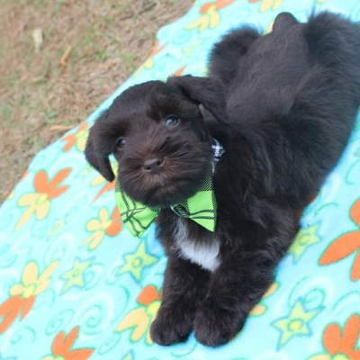 Liver Schnauzer puppy with green bow