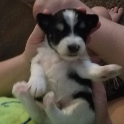 Liver & Tan Parti Schnauzer puppy