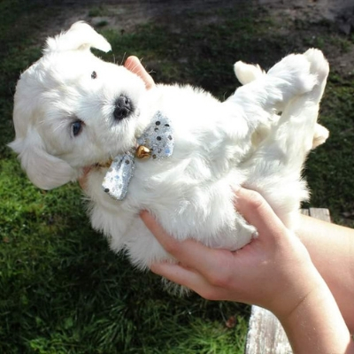 White Schnauzer puppy with silver bow