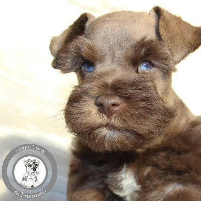 Blue-eye Liver & Tan Schnauzer puppy