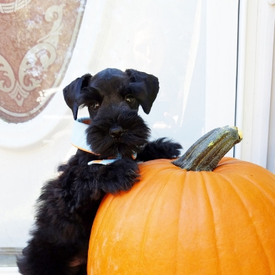Black Schnauzer puppy with pumpkin