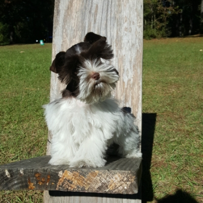 Young Schnauzer in chair