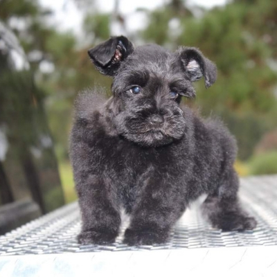 Black Schnauzer puppy