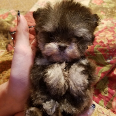 Liver & Tan Phantom Schnauzer puppy