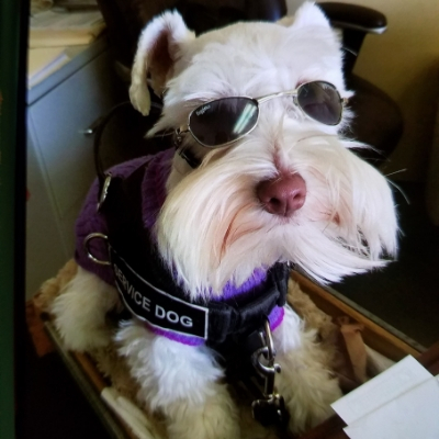 White Chocolate Schnauzer Service dog