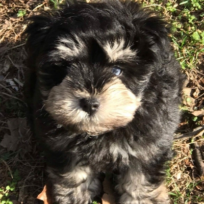 Black & Silver Schnauzer puppy