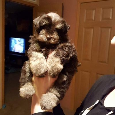 Liver & Tan Schnauzer puppy