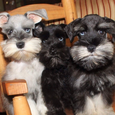 Trio of Schnauzers