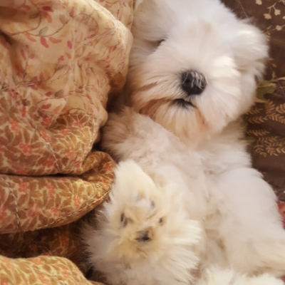 White Schnauzer puppy in blanket