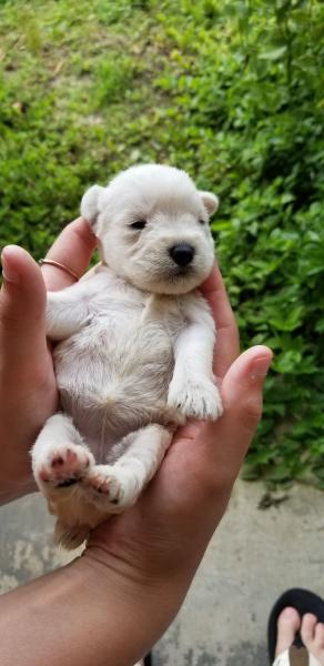 Schnauzer Puppy