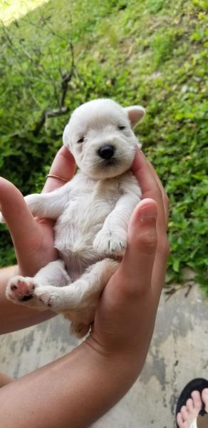 Schnauzer Puppy