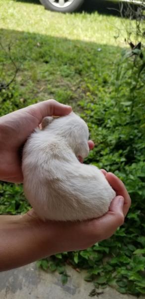 Schnauzer Puppy