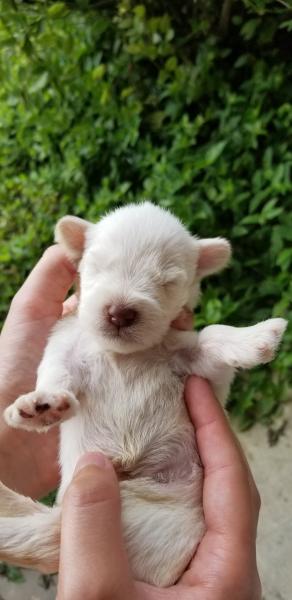 Schnauzer Puppy