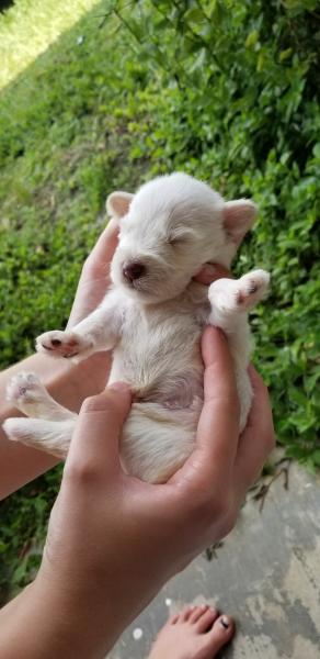 Schnauzer Puppy