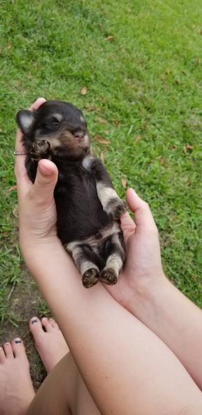 Schnauzer Puppy